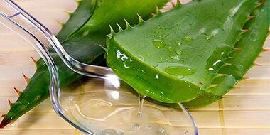 Jugo de aloe vera para tratar las venas varicosas en las piernas.